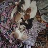 Отдам добрые руки котиков и одна…