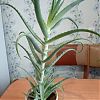Продам лечебное растение алоэ, возраст…