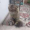 Отдам кота, 3 года британский вислоухий в Юрге