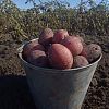 Продам картофель отборный 12 литровое…