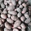 Продам картофель в Юрге
