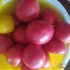 Продам томаты розовых сортов в Юрге