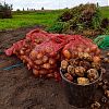 Продам картофель. в Юрге