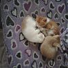 Продам 4котят. 3 мальчика и одна девочка ласковые и хорошенькие милые за 10руб жилезные едят сами в Юрге