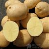 Продам картофель новый урожай в Юрге
