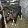 Продам 10-ти дневную телочку, пьет самостоятельно в Юрге
