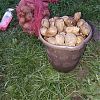 Продам картофель. в Юрге
