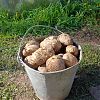 Продам свежий картофель в Юрге