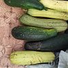 Продам кабачки……. . в Юрге
