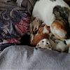 Отдам котиков в добрые руки ласковые в Юрге