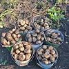 Продам картофель в Юрге