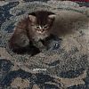 Отдам котят в добрые руки кушаю сами самостоятельно кому может нужны звоните или пишите в Юрге