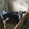 Продам 10-ти дневную телку в Юрге