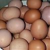 Яйцо домашнее куриное в Юрге
