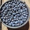 Продам спелую сливу, 3 литра 200 рублей в Юрге