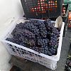 Продам виноград сорт Изабелла. в Юрге