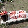 Продам ранетки полукультурку. в Юрге