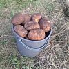 Продам картофель в Юрге