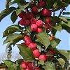 Продам ранетки для компота, варенья…
