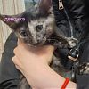 Отдам котенка(девочка), мама-ориентальная, папа-обычный, кушает…