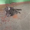 Отдам трёх котят и кошку…