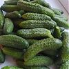 Продам огурцы для засолки в Юрге