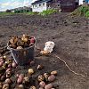 Продам картофель. в Юрге