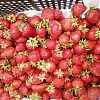 Продам Викторию. в Юрге