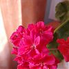 Герань махровая розовая. 80 руб. в Юрге