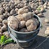 Продам свежий картофель в Юрге