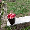 ПРодам ранетки полукультурку. в Юрге