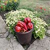 Продам перец домашний. в Юрге