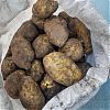 Продам картофель в Юрге