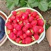 Ягода свежий урожай собрана в деревне в Юрге