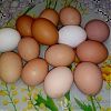 Яйцо домашнее куриное в Юрге