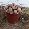 Продам картофель на еду в Юрге