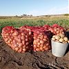 Продам свежий картофель. в Юрге