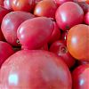 Продам вкусные домашние помидоры, бесплатная…