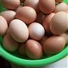 Яйцо домашнее куриное, ……………………. . в Юрге
