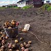 Продам хороший картофель. в Юрге