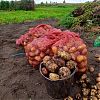 Продам картофель ведро 10 литров…
