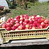 Продам ранетки полукультурку. в Юрге
