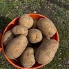Продам картофель на еду и семенной в Юрге
