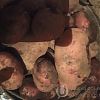 Продам картофель в Юрге