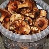 Свинухи в Юрге