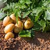 Продам картофель в Юрге