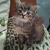Бесплатно отдам котенка девочка в добрые…
