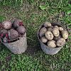 Продам картофель в Юрге
